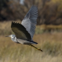 Egretta novaehollandiae (White-faced Heron) at Fyshwick, ACT - 19 May 2023 by AlisonMilton