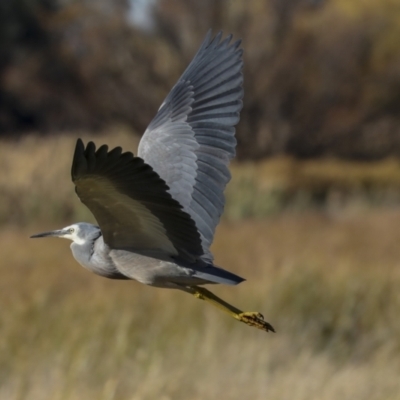 Egretta novaehollandiae (White-faced Heron) at Fyshwick, ACT - 19 May 2023 by AlisonMilton