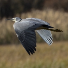 Egretta novaehollandiae at Fyshwick, ACT - 19 May 2023