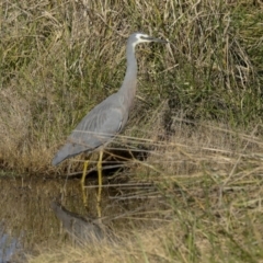 Egretta novaehollandiae at Fyshwick, ACT - 19 May 2023