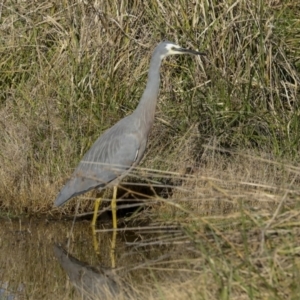 Egretta novaehollandiae at Fyshwick, ACT - 19 May 2023