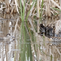 Malacorhynchus membranaceus (Pink-eared Duck) at Fyshwick, ACT - 9 Oct 2020 by JimL