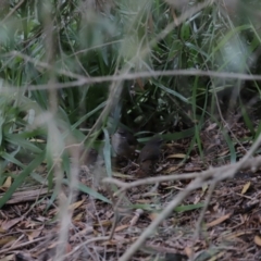 Sericornis frontalis (White-browed Scrubwren) at Fyshwick, ACT - 9 Oct 2020 by JimL