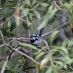 Malurus cyaneus (Superb Fairywren) at Fyshwick, ACT - 9 Oct 2020 by JimL