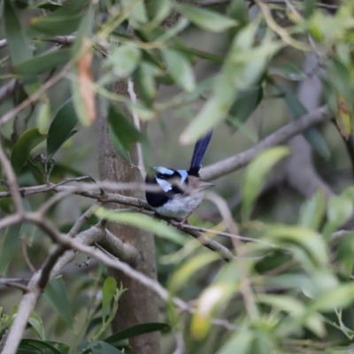 Malurus cyaneus (Superb Fairywren) at JER500: JWs - Kellys @ Bittern Birdhide - 9 Oct 2020 by JimL