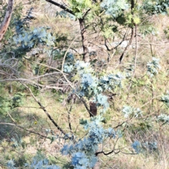 Acacia baileyana at Hackett, ACT - 21 May 2023