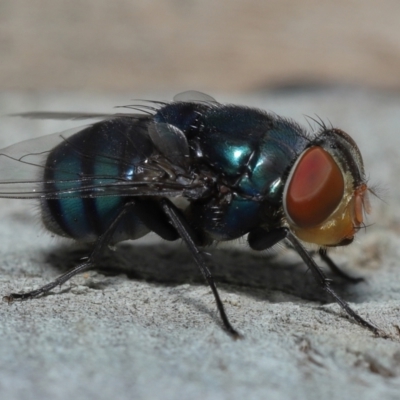 Calliphora vicina at  - suppressed by TimL