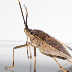 Poecilometis strigatus at Jerrabomberra, NSW - 17 May 2023