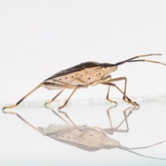 Poecilometis strigatus at Jerrabomberra, NSW - 17 May 2023