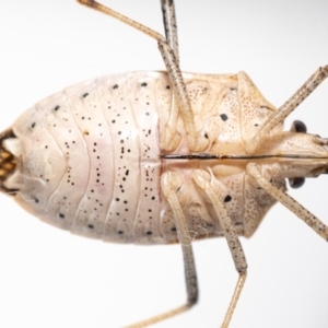 Poecilometis strigatus at Jerrabomberra, NSW - 17 May 2023