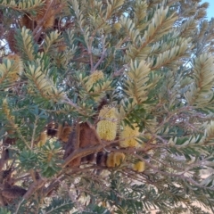 Banksia marginata at Booth, ACT - 21 May 2023