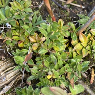Rhytidosporum alpinum at Namadgi National Park - 14 Apr 2023 by Tapirlord
