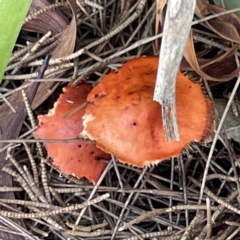 Leratiomcyes ceres (Red Woodchip Fungus) at Kaleen, ACT - 22 May 2023 by Hejor1