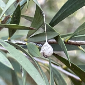 Tamopsis sp. (genus) at Bruce, ACT - 22 May 2023