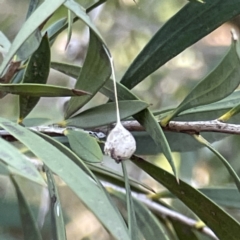 Tamopsis sp. (genus) at Bruce, ACT - 22 May 2023