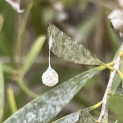 Tamopsis sp. (genus) at Bruce, ACT - 22 May 2023