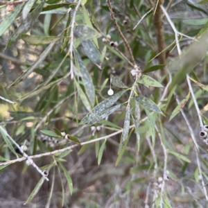 Tamopsis sp. (genus) at Bruce, ACT - 22 May 2023