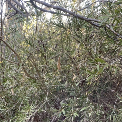 Phonognatha graeffei at Bruce Ridge to Gossan Hill - 22 May 2023 by Hejor1