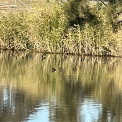 Aythya australis (Hardhead) at Bruce, ACT - 22 May 2023 by Hejor1