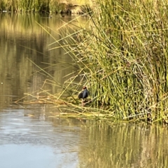 Porphyrio melanotus at Bruce, ACT - 22 May 2023