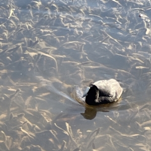 Fulica atra at Bruce, ACT - 22 May 2023