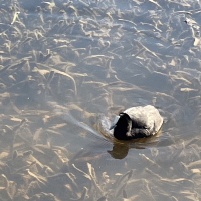 Fulica atra (Eurasian Coot) at Bruce, ACT - 22 May 2023 by Hejor1