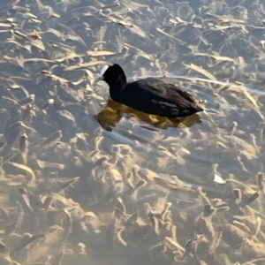 Fulica atra at Bruce, ACT - 22 May 2023 10:34 AM