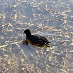 Fulica atra at Bruce, ACT - 22 May 2023 10:34 AM