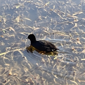 Fulica atra at Bruce, ACT - 22 May 2023