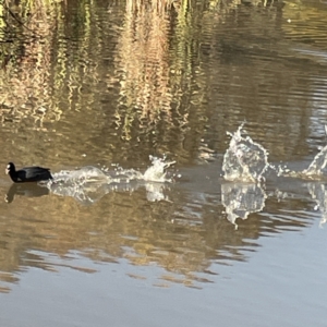 Fulica atra at Bruce, ACT - 22 May 2023 10:34 AM