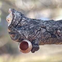 Limacodidae (family) at Bruce, ACT - 22 May 2023