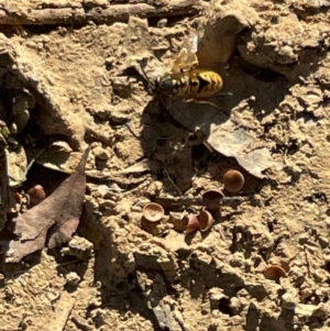 Vespula germanica at Bruce, ACT - 22 May 2023