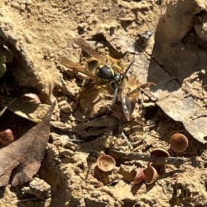 Vespula germanica at Bruce, ACT - 22 May 2023