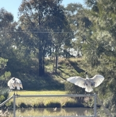 Threskiornis molucca (Australian White Ibis) at Bruce, ACT - 22 May 2023 by Hejor1