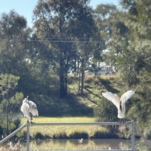 Threskiornis molucca at Bruce, ACT - 22 May 2023 11:20 AM