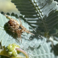 Salsa fuliginata at Bruce, ACT - 22 May 2023 11:55 AM