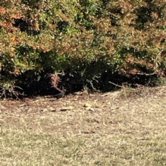 Turdus merula at Bruce, ACT - 22 May 2023