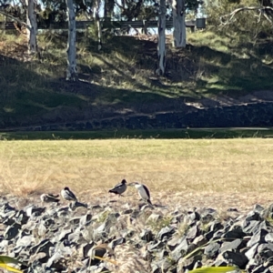 Microcarbo melanoleucos at Bruce, ACT - 22 May 2023 12:47 PM