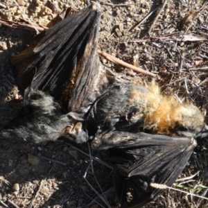 Pteropus poliocephalus at Queanbeyan West, NSW - 22 May 2023 02:46 PM