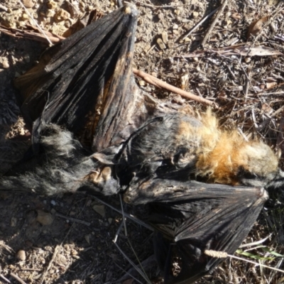 Pteropus poliocephalus (Grey-headed Flying-fox) at Bicentennial Park - 22 May 2023 by Paul4K