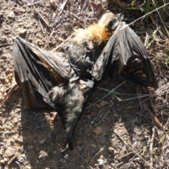Pteropus poliocephalus at Queanbeyan West, NSW - 22 May 2023 02:46 PM