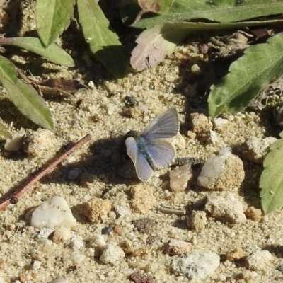 Zizina otis (Common Grass-Blue) at High Range, NSW - 22 May 2023 by GlossyGal