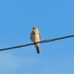 Falco cenchroides (Nankeen Kestrel) at Jerrabomberra, ACT - 22 May 2023 by CallumBraeRuralProperty