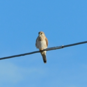 Falco cenchroides at Jerrabomberra, ACT - 22 May 2023