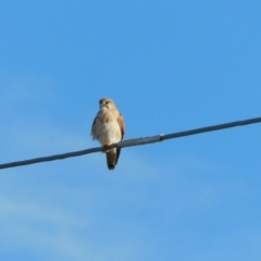 Falco cenchroides at Jerrabomberra, ACT - 22 May 2023