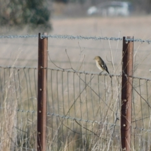 Petroica phoenicea at Jerrabomberra, ACT - 22 May 2023