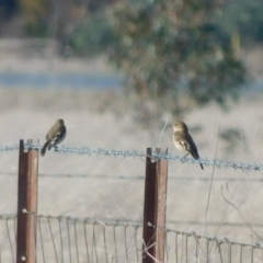 Petroica phoenicea at Jerrabomberra, ACT - 22 May 2023