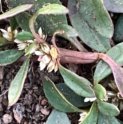 Unidentified Other Wildflower or Herb at Fentons Creek, VIC - 19 May 2023 by KL