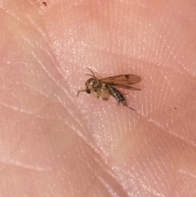 Mycetophilidae (family) (A fungus gnat) at Aranda, ACT - 22 May 2023 by Jubeyjubes