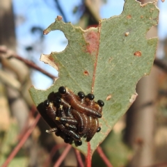 Pseudoperga sp. (genus) (Sawfly, Spitfire) at Stromlo, ACT - 22 May 2023 by HelenCross